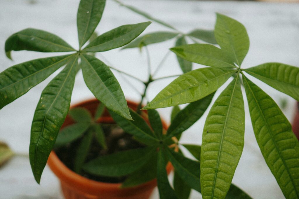 Cat-Friendly Plants: Money Plant