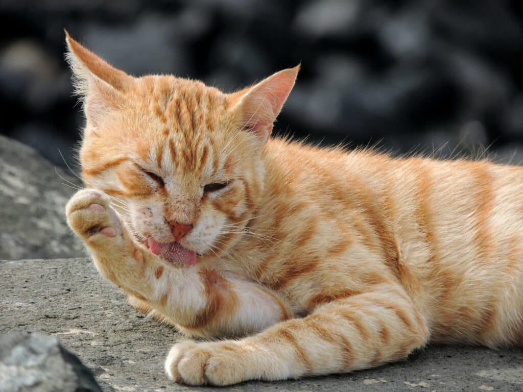 Why Cats Hate Water: Orange cat grooming itself.