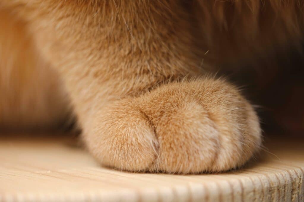 Close up of an orange cat's paw which can be used for kneading.