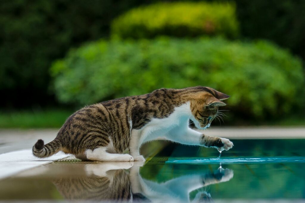 Cat stretching out from the edge of a pool to touch the poo's surface.