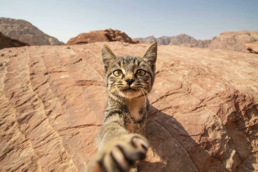 Why Cats Hate Water: Cat in a desert.