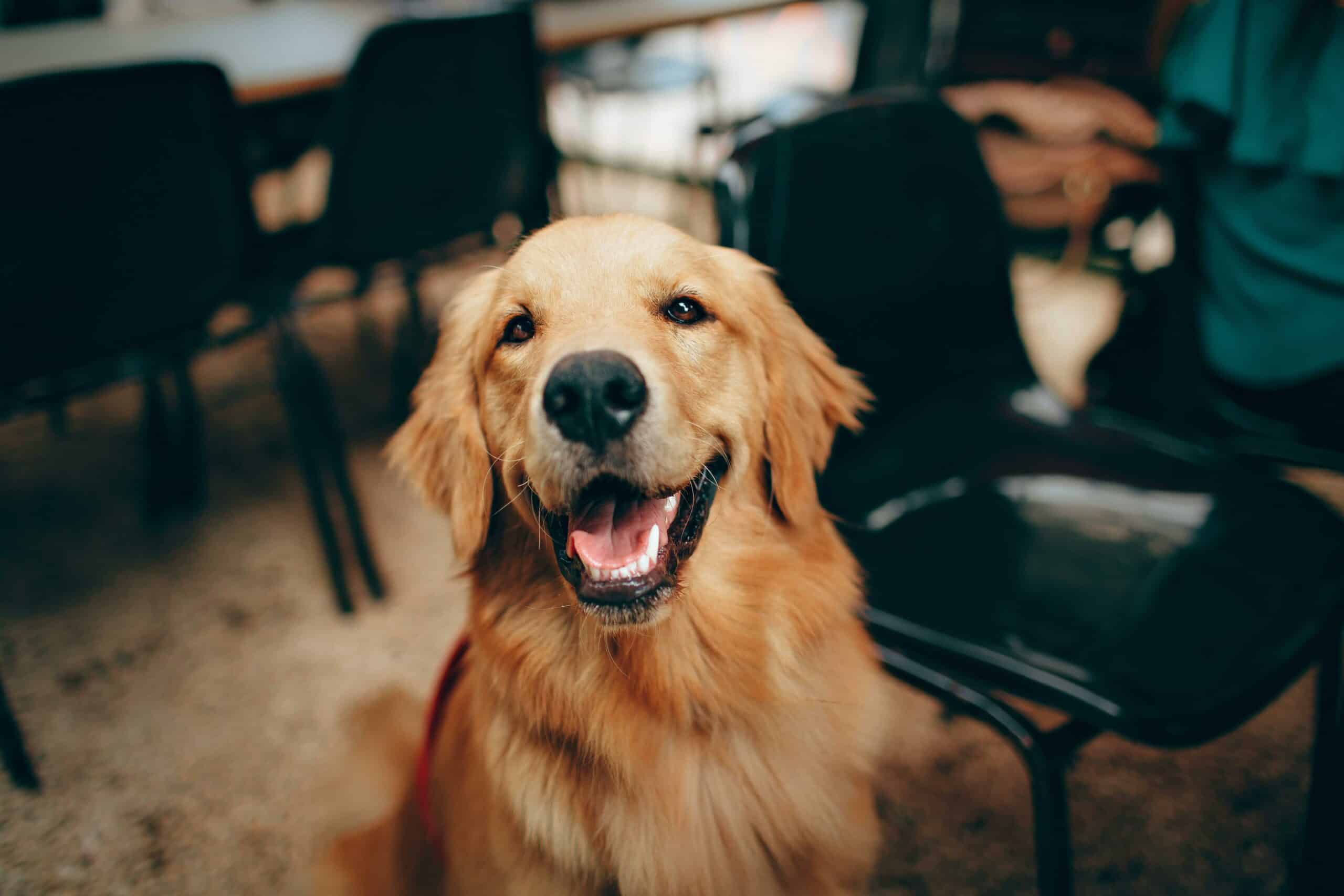 Do Pets Really Know Their Names? Exploring How Dogs and Cats Recognize Them