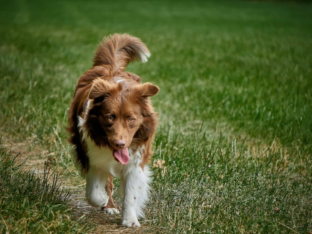 Dog walking in the grass with its tail raised.