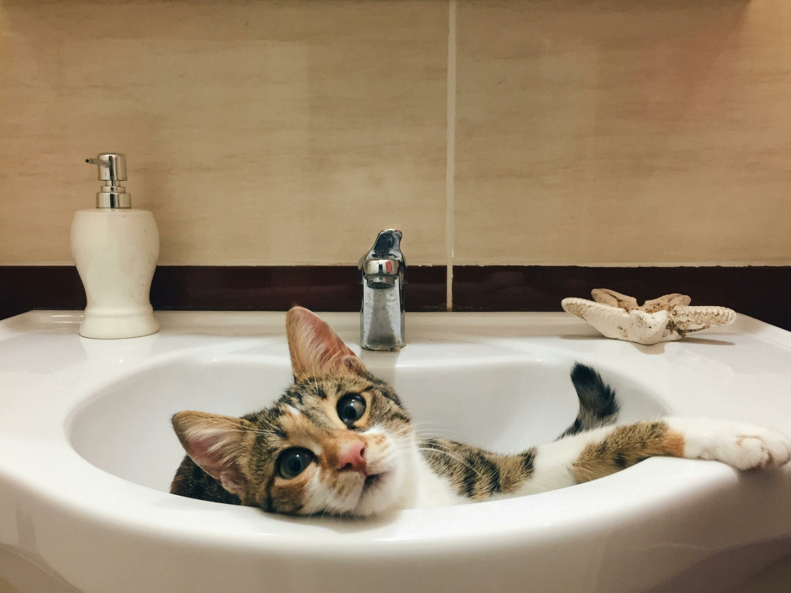 Cat laying in sink looking at camera.