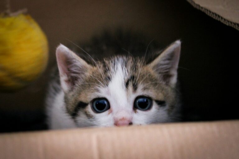 Cats Love Boxes