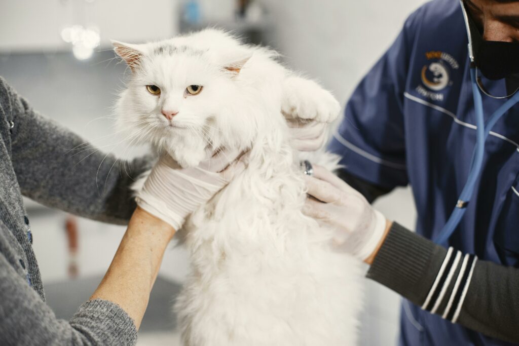 Senior cat care - an elderly white cat held by veterinarians.