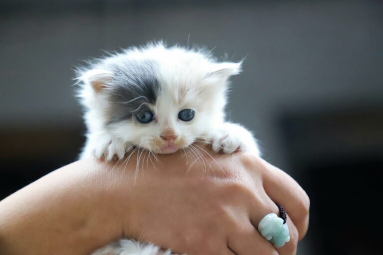 Kitten held in palm.