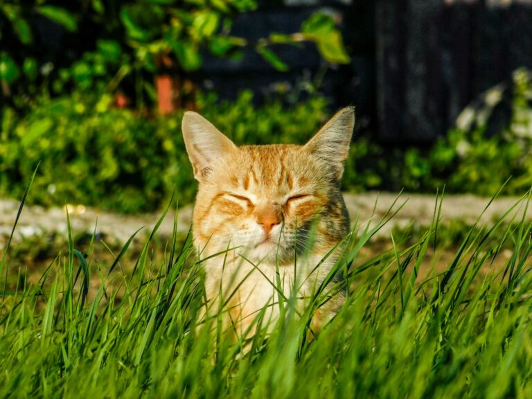 Orange cat sitting peacefully in grass.