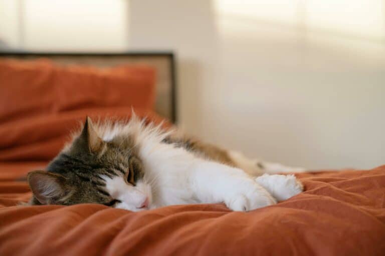 Cat napping peacefully on a bed.