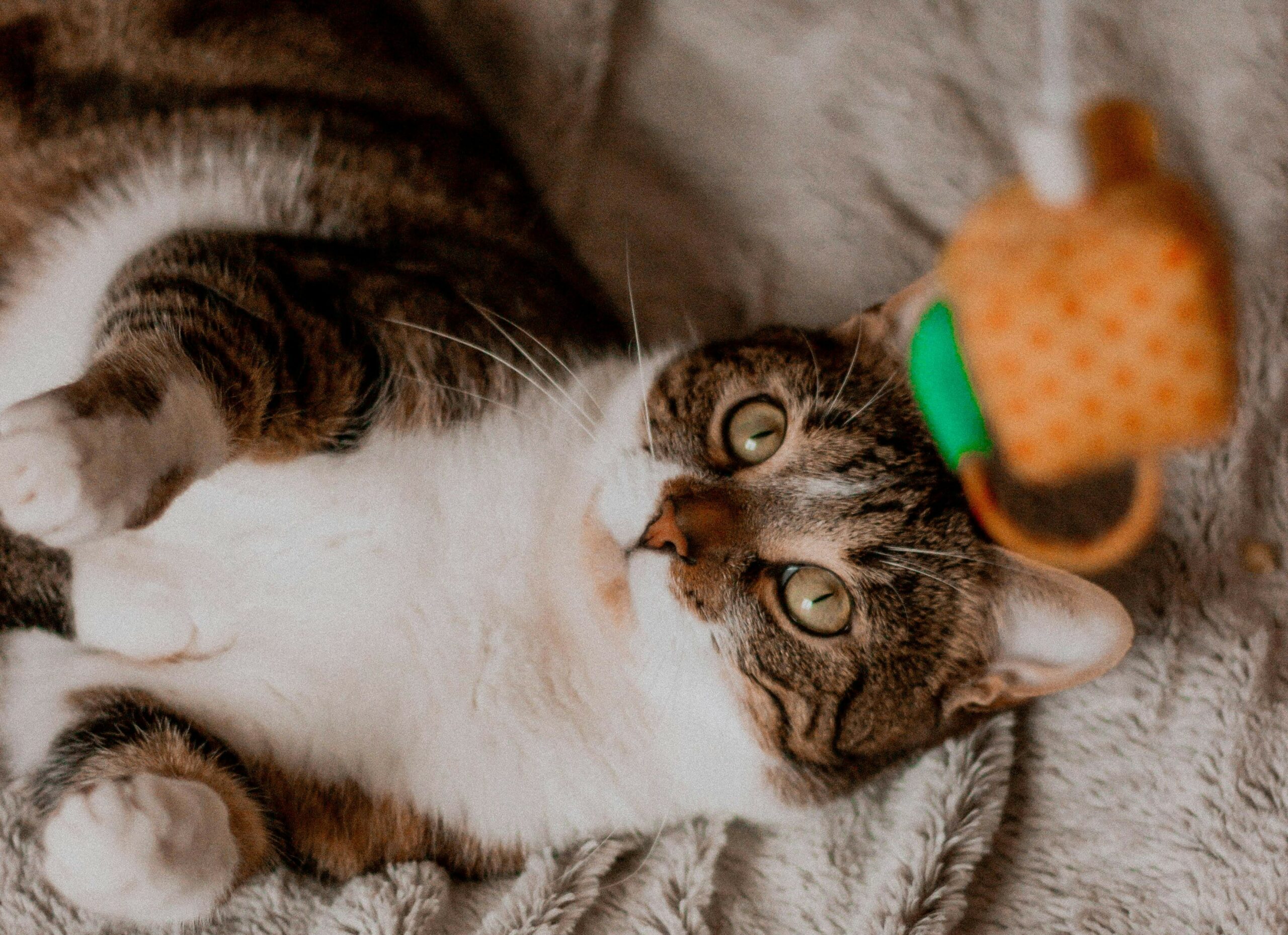 Cat lying down, looking up at toy.