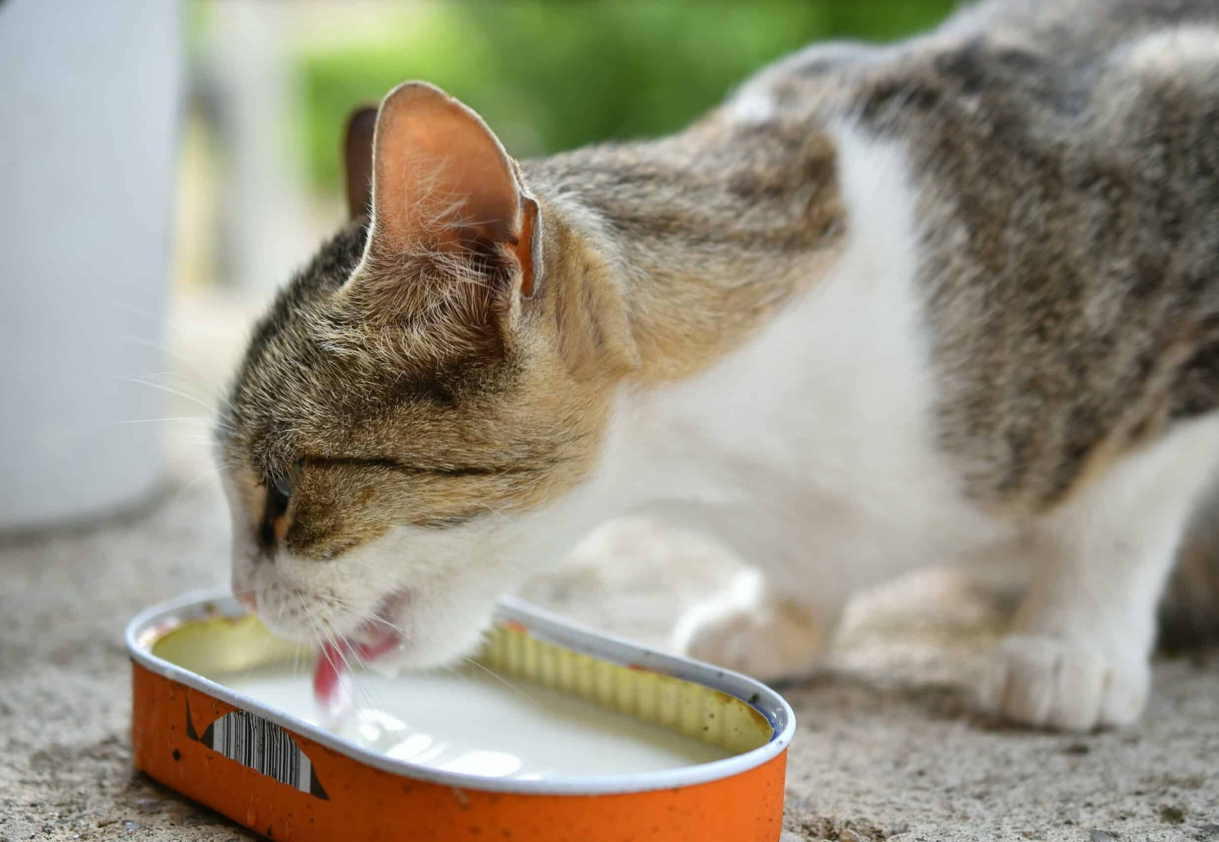 Cat drinking milk in a red bowl.