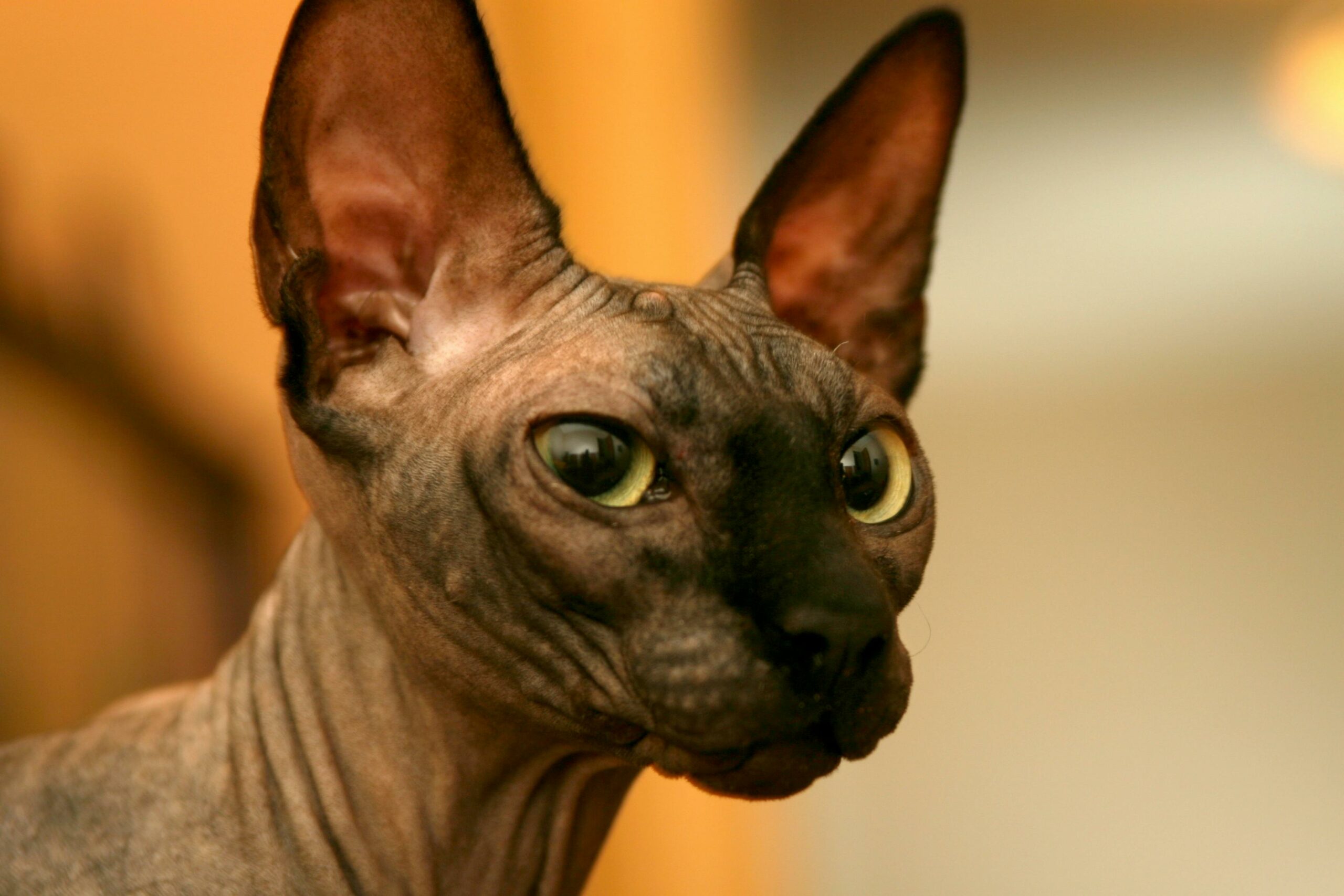 Cute Sphynx Cat