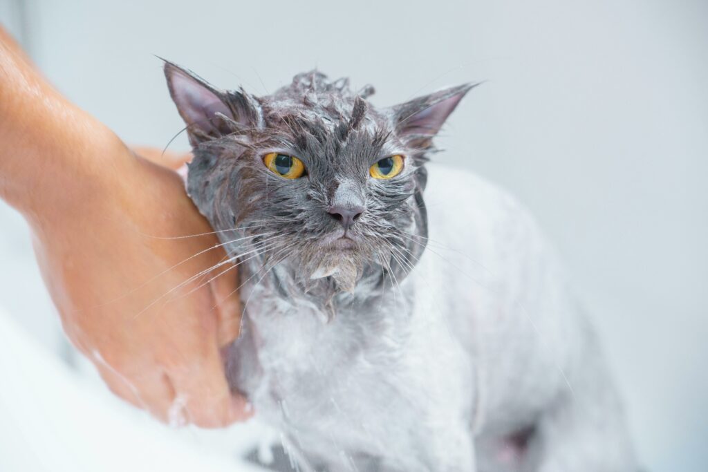 Sphynz cat getting a bath.