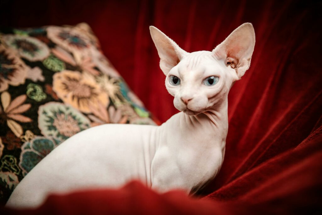 Sphynz cat on top of a cozy blanket with a pillow behind it.