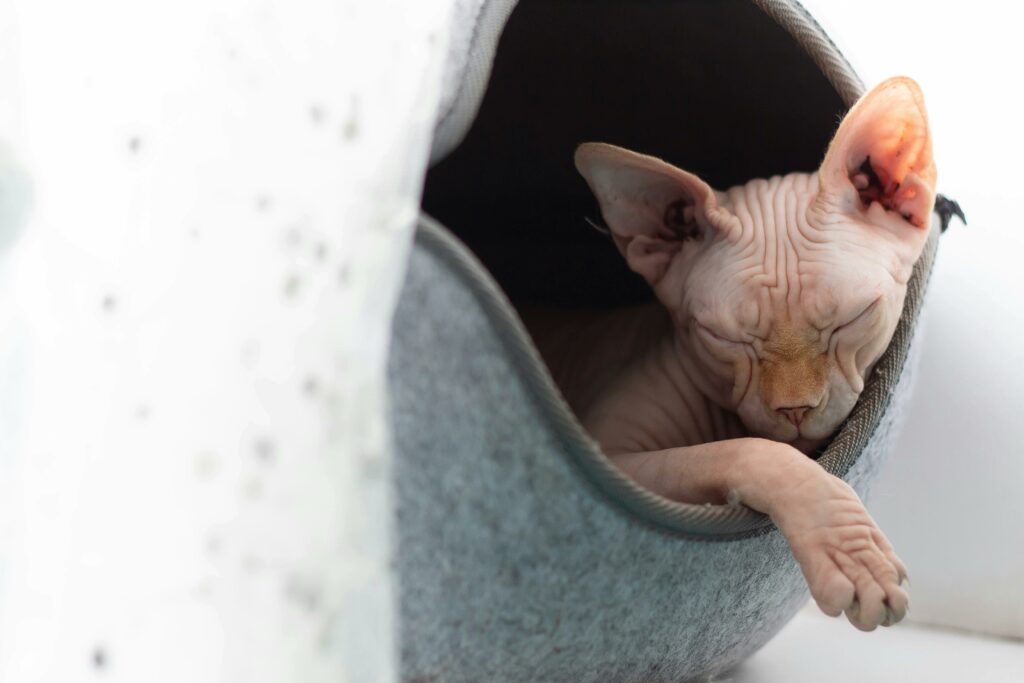 Cute Sphynx Cat sleeping in its bed.