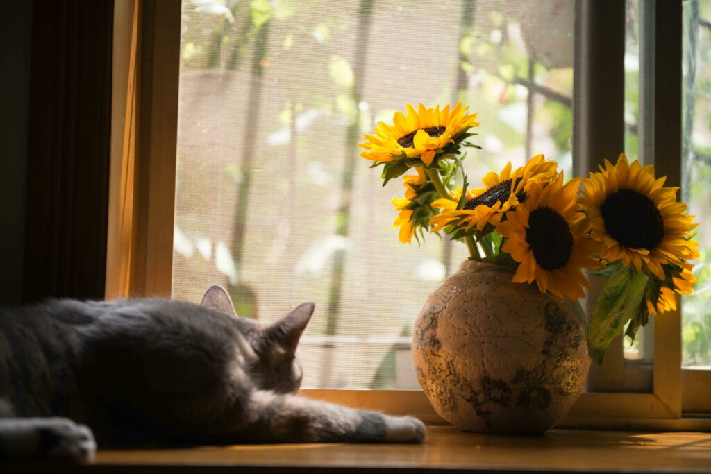 Cat near a window, looking sad from the back next to a vase of sunflowers.