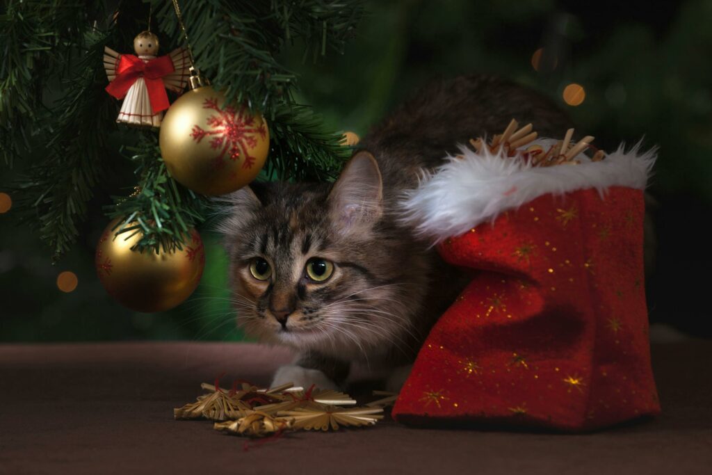 Cat under a christmas tree beside props.