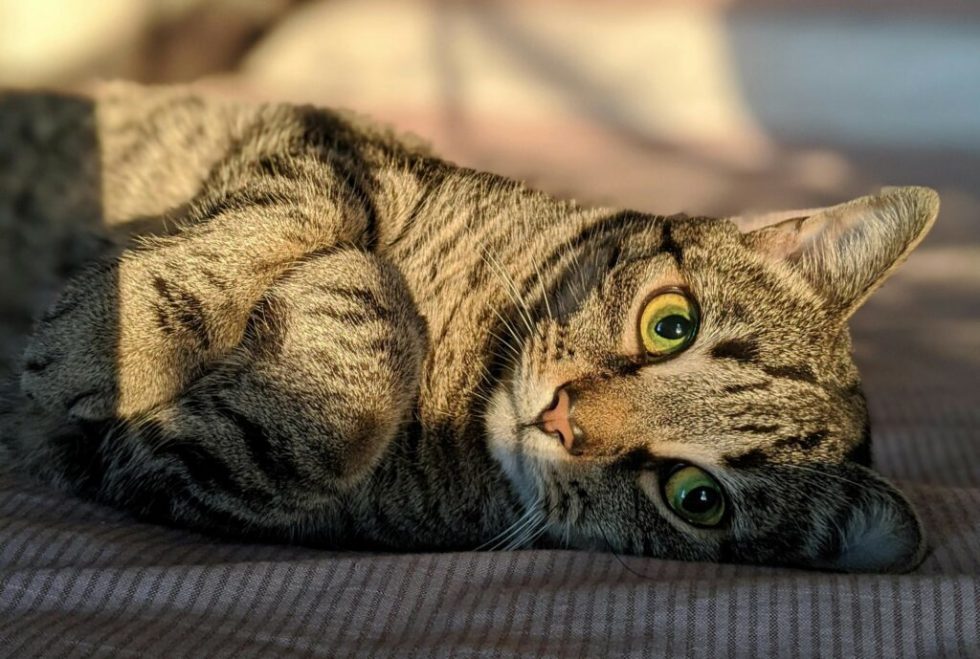 Brown tabby cat lying on brown textile with sunlight from a window on its face.