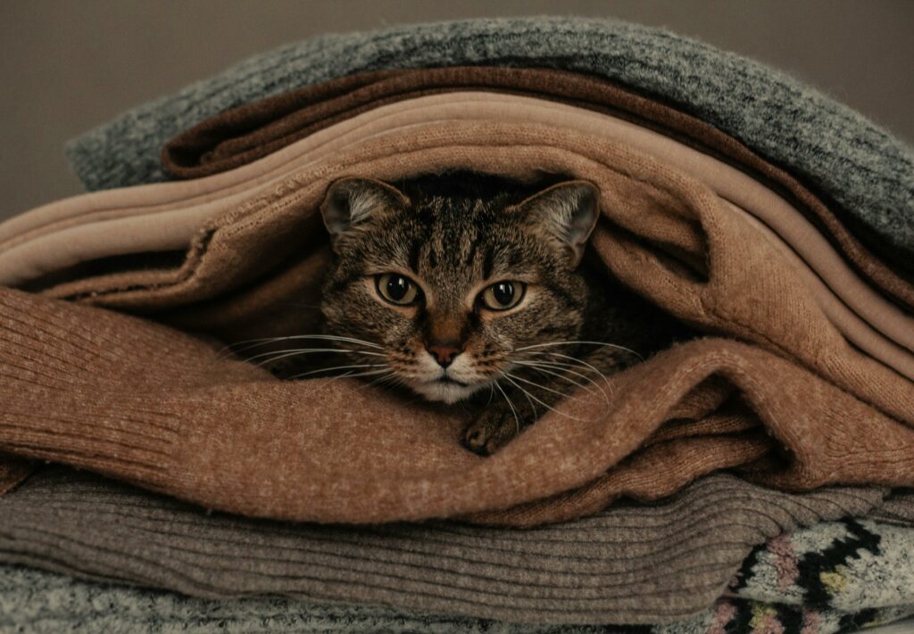 Cat being sanwiched by folded clothes.