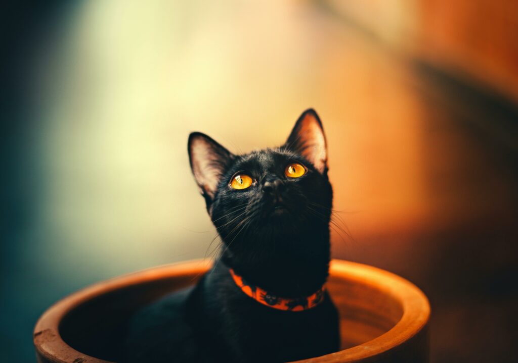 Edited portrait photo of cat in a pot.