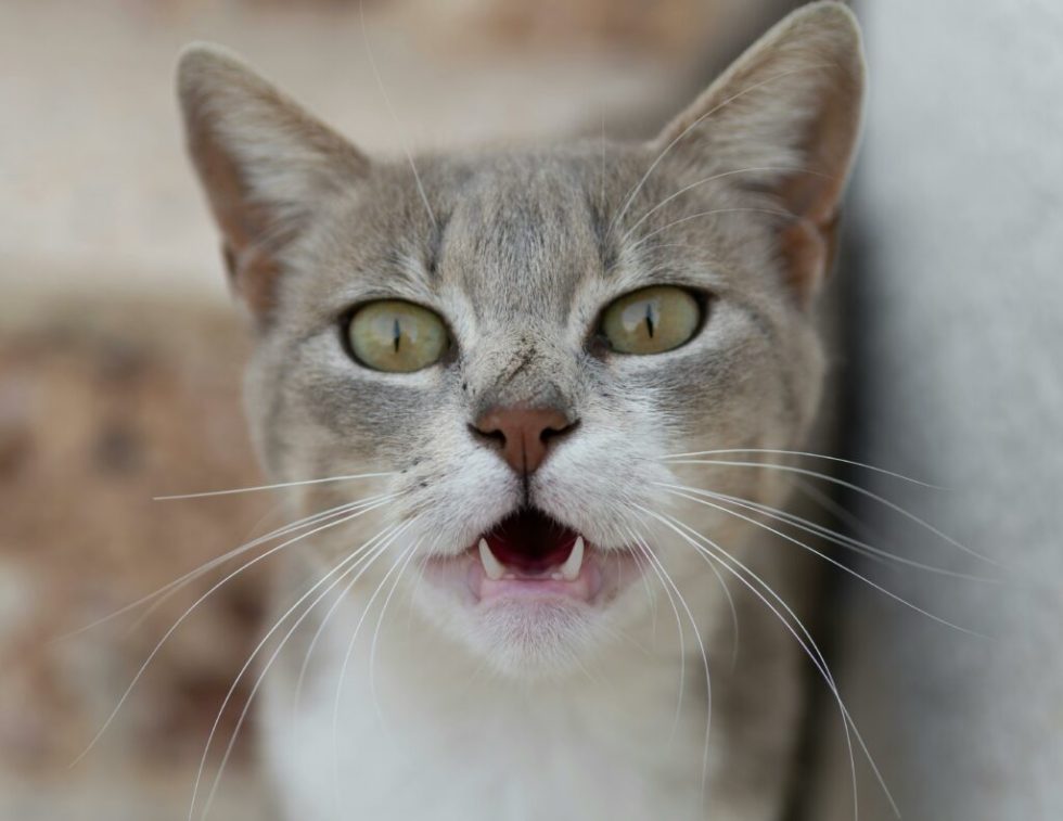 Why Cats Sniff Butts: Front-facing cat with mouth slightly agape.