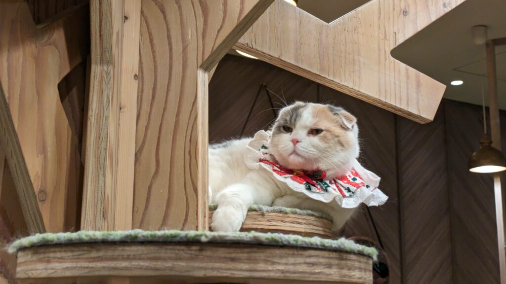 A cat that is the result of selective breeding and domestication lounging in a cat cafe.