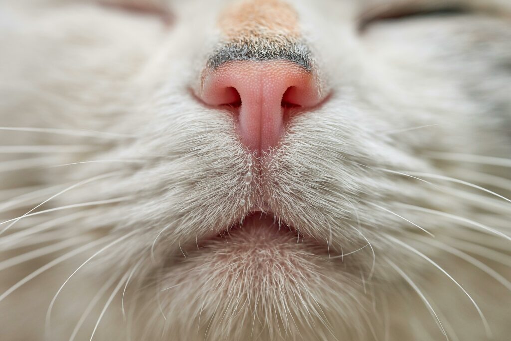 Why Cats Sniff Butts: Close up of a cat's nose.