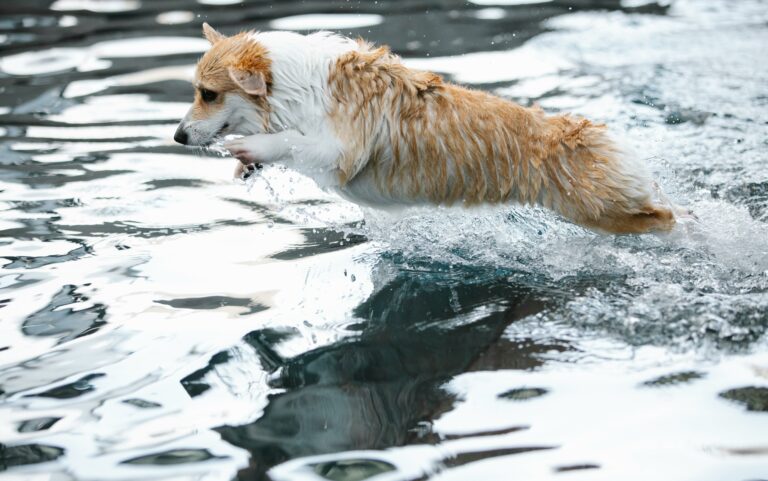 keeping pets cool