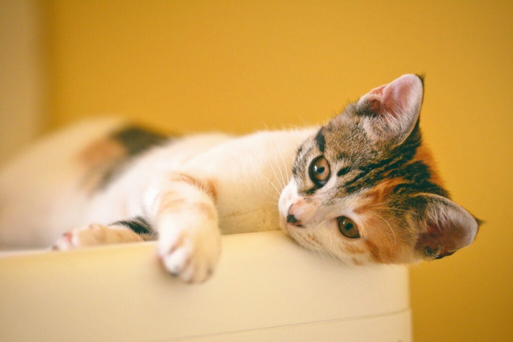 Slightly sad-looking cat, laying dejectedly on the edge of a box.