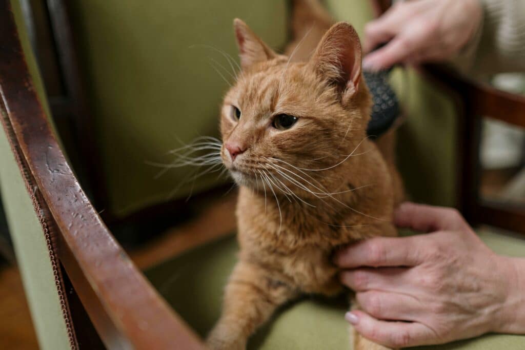 Calm cat on a chair being groomed.