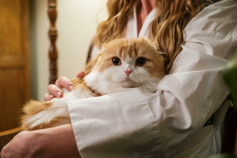 Cat being comforted and petted on the back in the arms of a human.