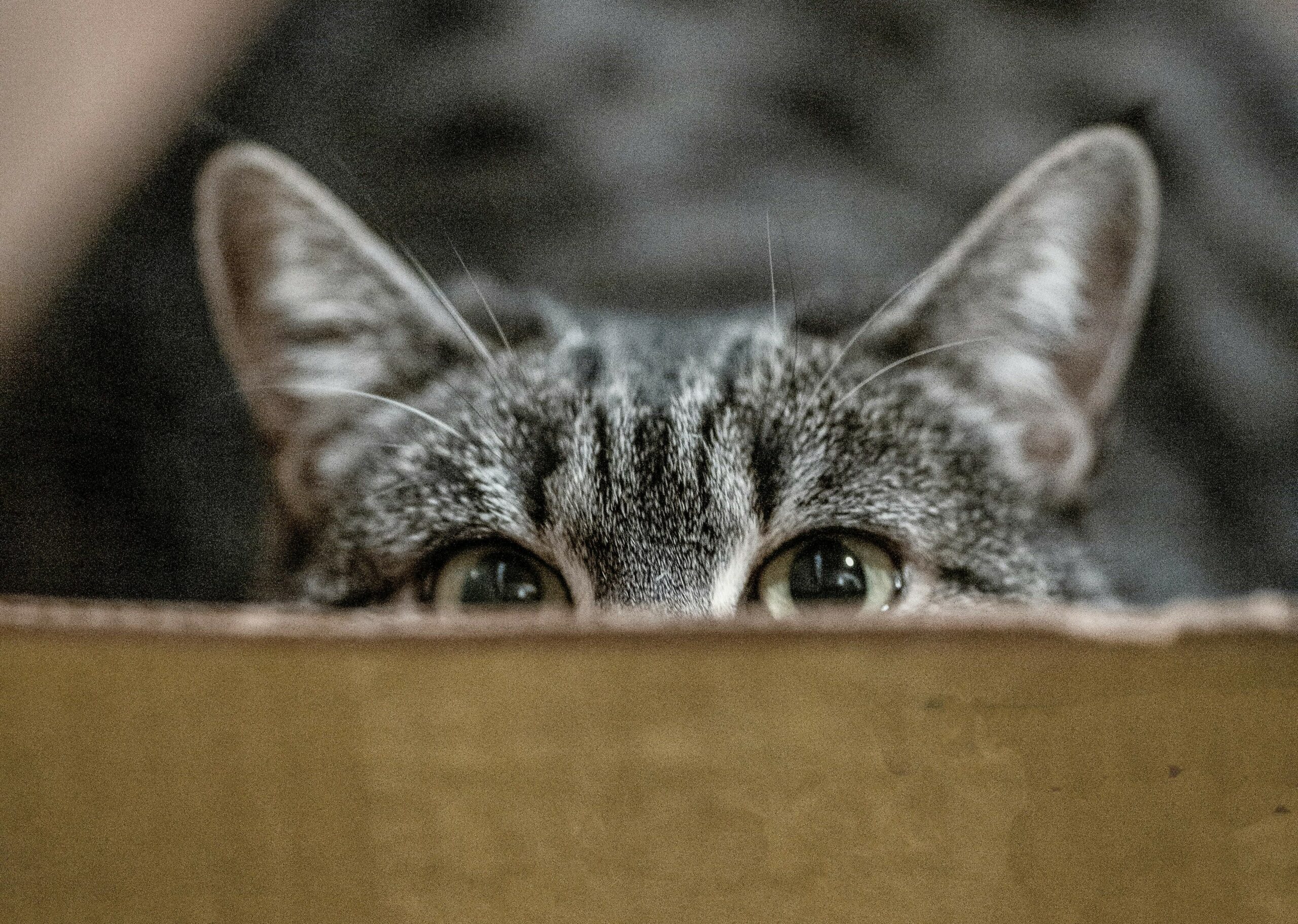 Shallow focus photography of gray cat in cardboard box.