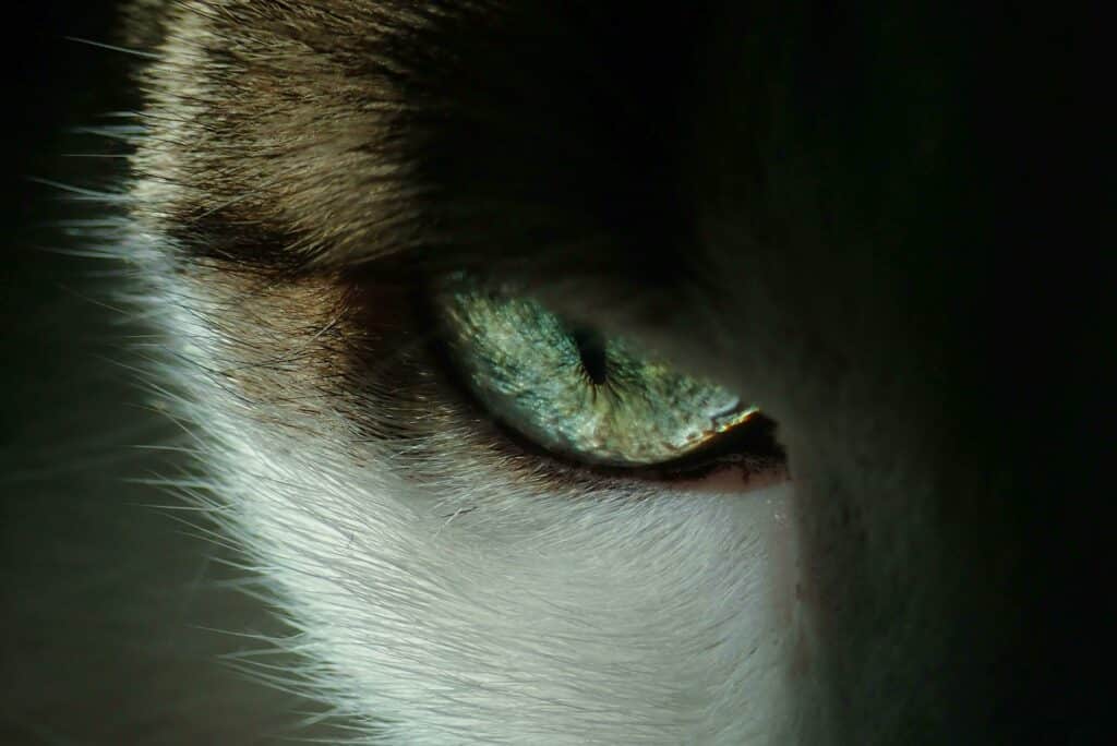 A close up of a cat's eye.