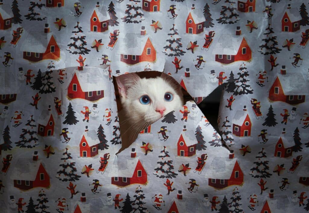 Cat peeking out from a hole in wrapping paper background.