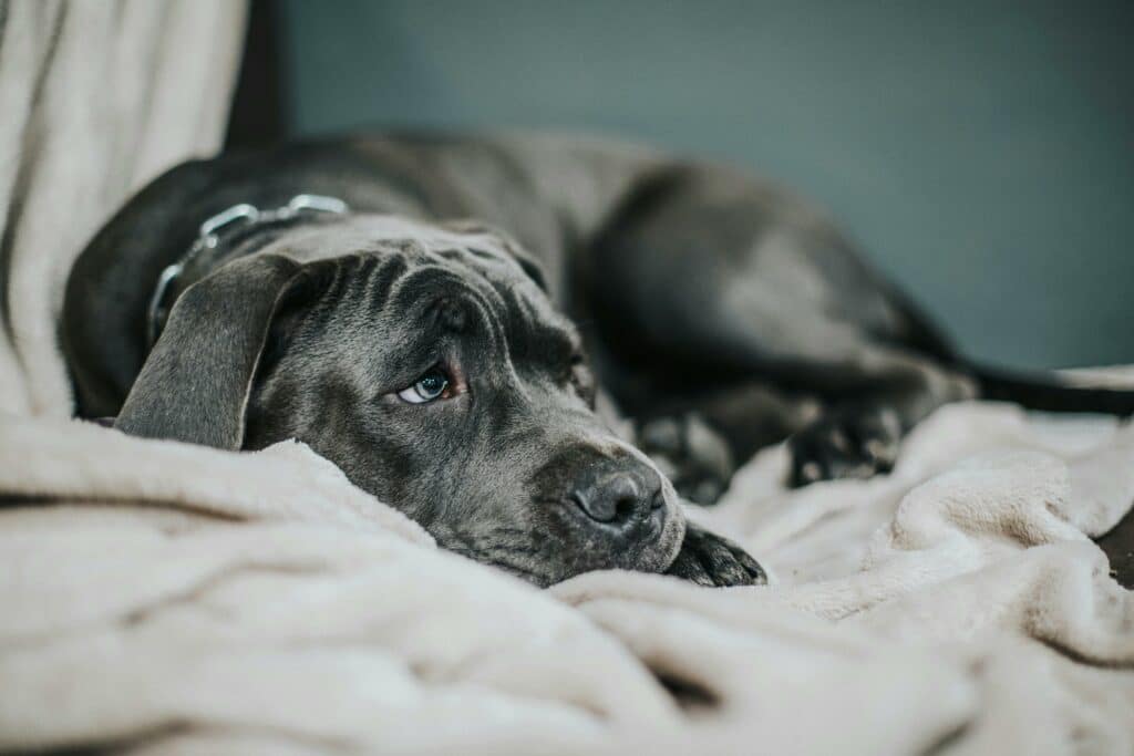 Sad Dog: Moving with Pets