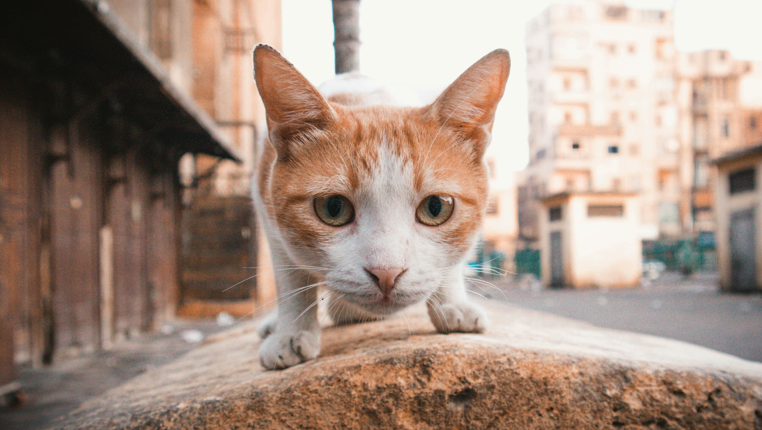 Cat sniffing while looking at camera.