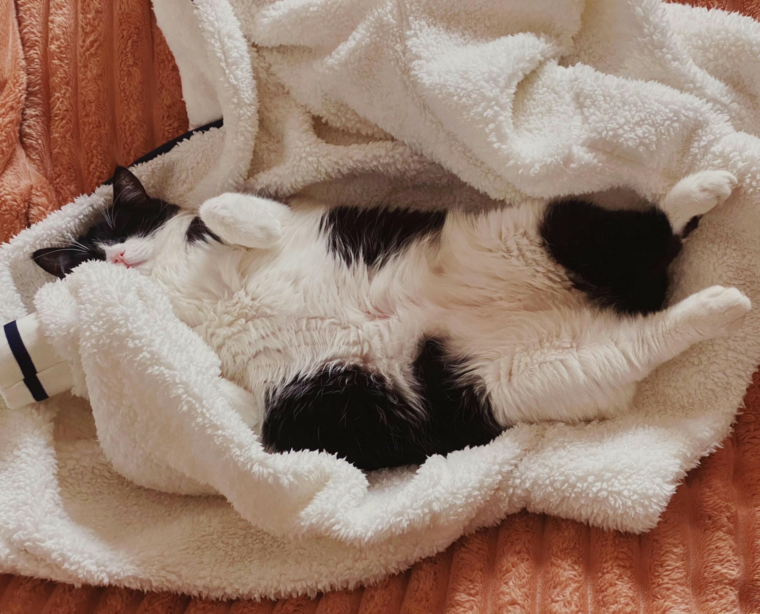 Neuter Your Cat: Peaceful cat laying belly up on a blanket.