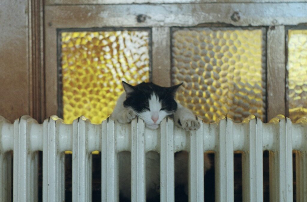 Cat lounging on a heater.