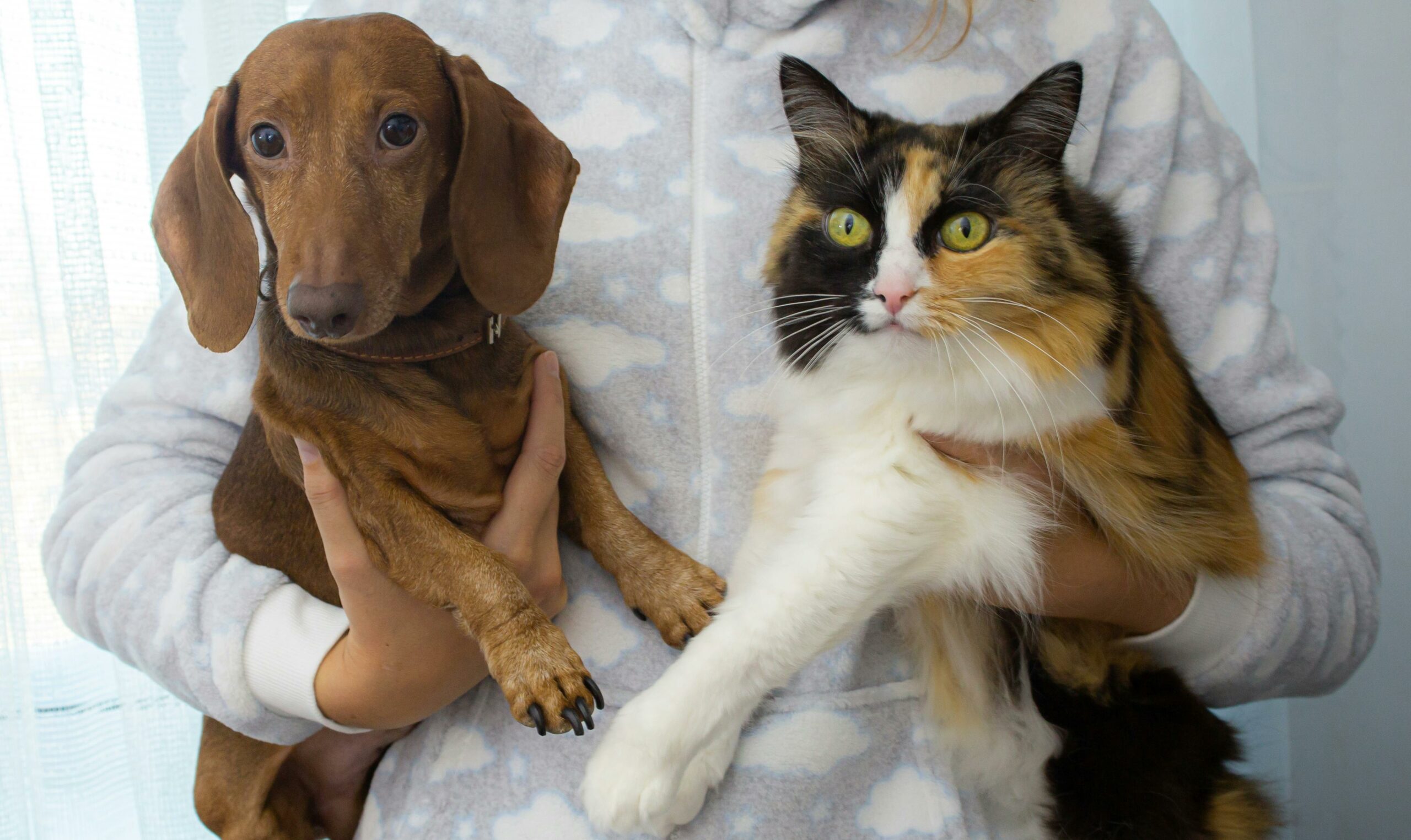 Reduce Pet Odors: A dog and cat being held up by a person.