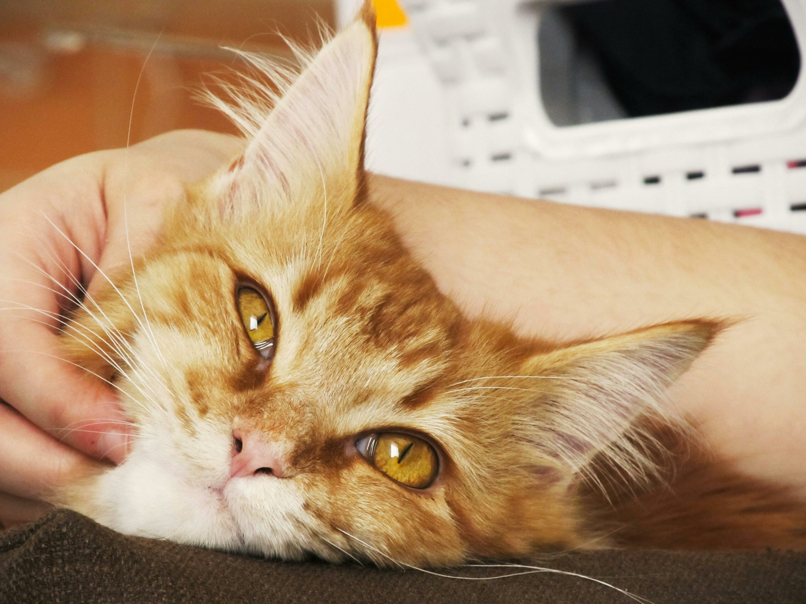 Person cuddling an orange cat white the cat looks up in love.