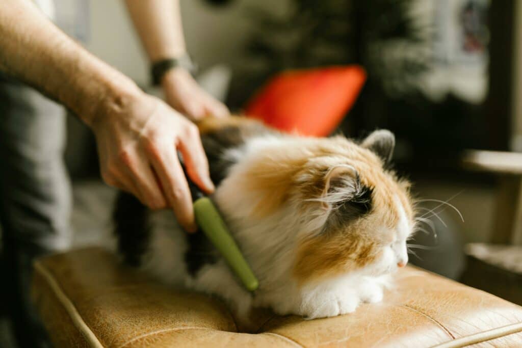 Cat with longer fur being groomed.