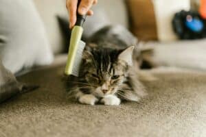 Brushing Your Cat: Essential Tips for Healthy Grooming