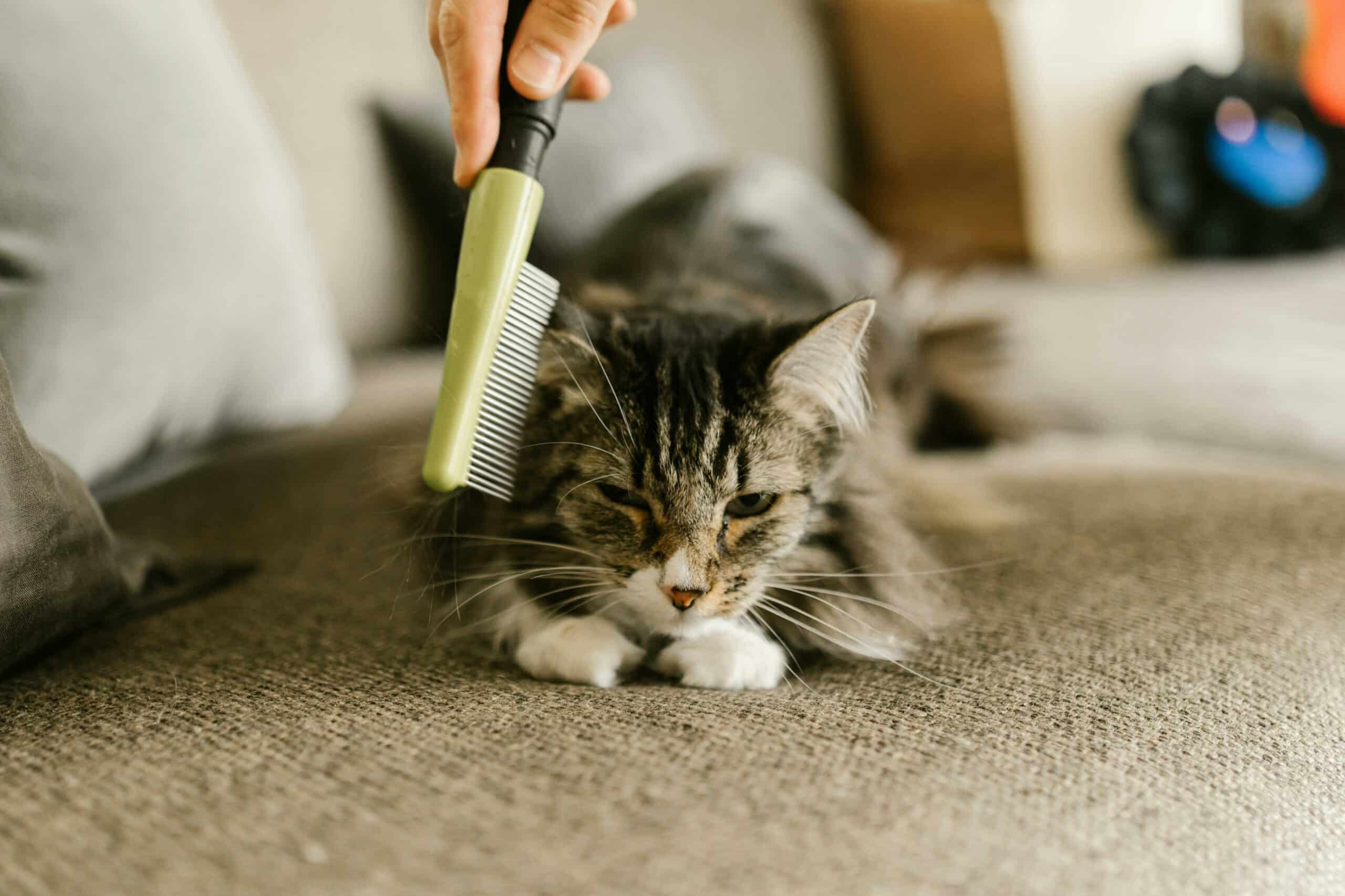 Cat being groomed.