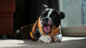 The Most Common Pet Dental Issues and How to Prevent Them