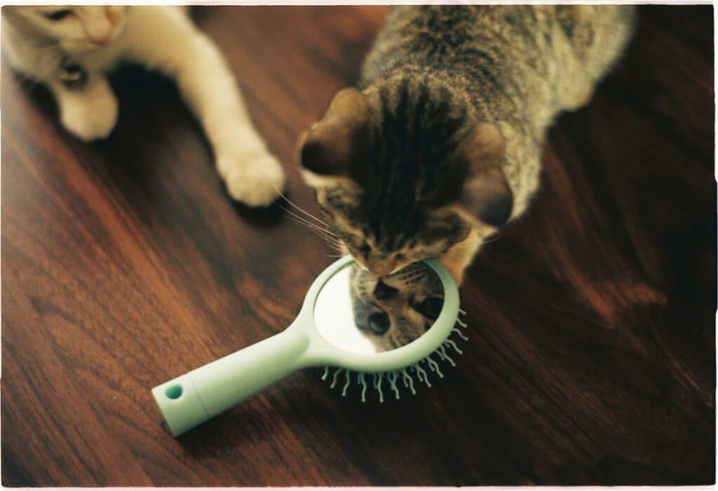 Cat looking at a grooming tool.