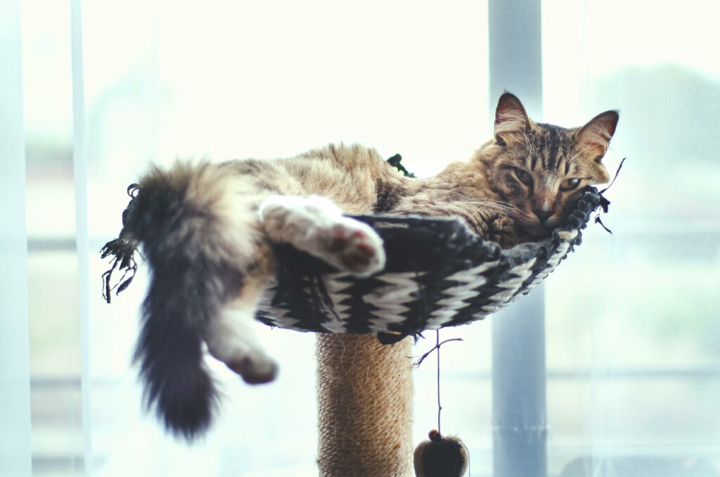 Cat lounging in a cat tree next to the window.