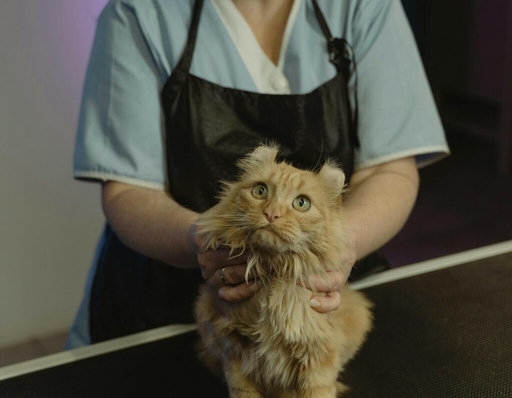 Cat with a professional groomer.