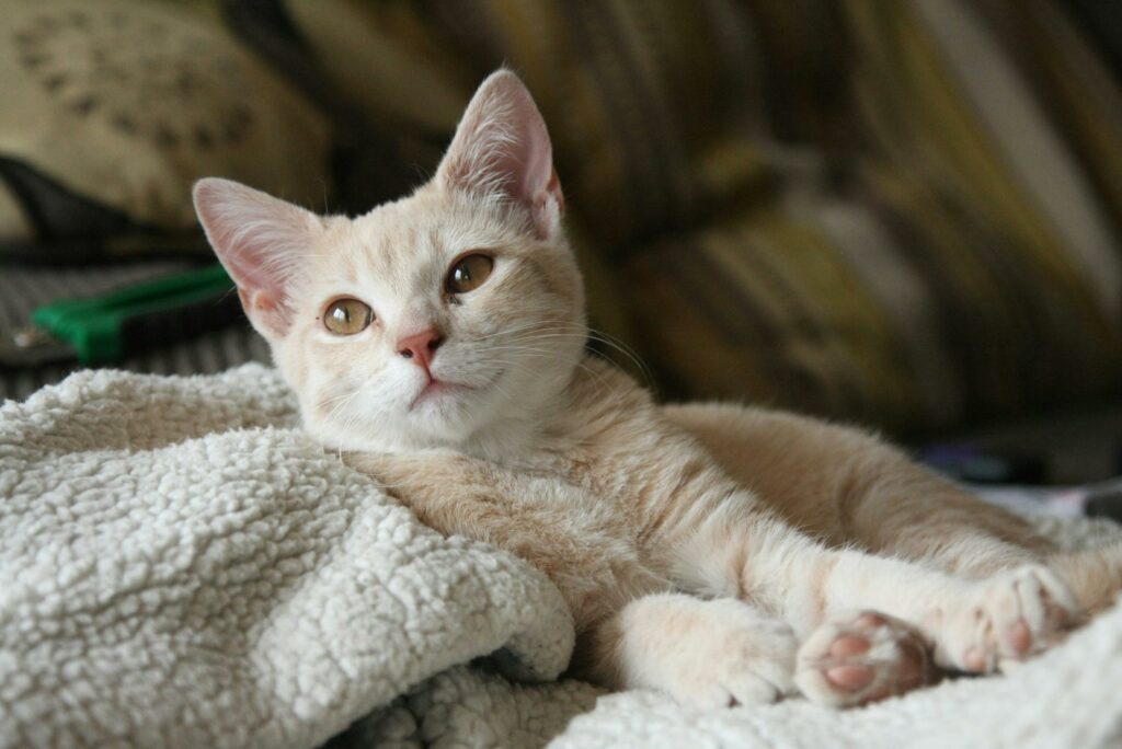 Cat in natural light lounging peacefully on a blanket.