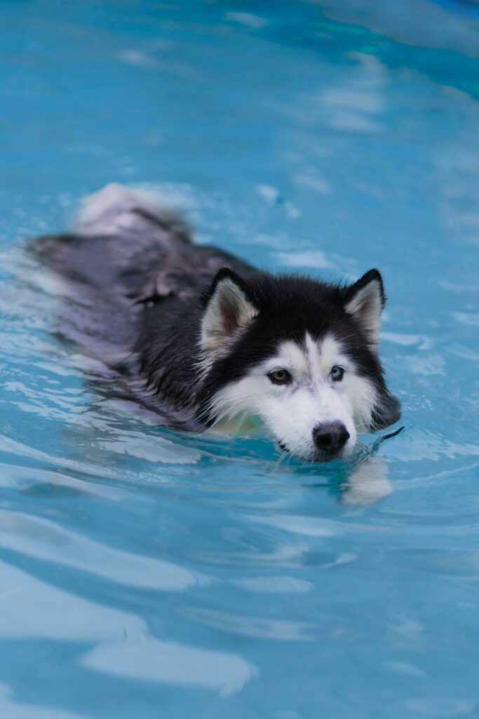 Keeping Pets Cool