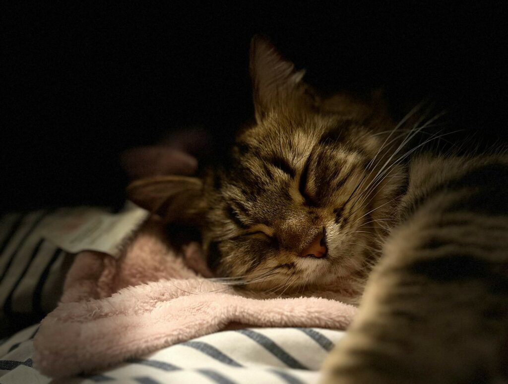 Peaceful, comfy, healthy, sleeping cat.